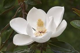 The anaheim convention center is 2 blocks away, while california state university and uci medical center are nearby. Southern Magnolia Tree Care Growing Southern Magnolias In Your Garden