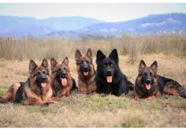 Things to do in riga, latvia: Breeders Lettland