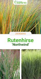 Rutenhirsen sind locker horstig wachsende, aufrechte ziergräser, die sich vom sommer bis in den. Rutenhirse Northwind Auffalliges Ziergras Mit Architektonischer Wirkung Ziergras Rutenhirse Garten Bepflanzen
