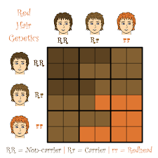 We show you only the hottest looks here. Top Inspiration 19 Punnett Square Hair Color Example