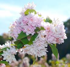 Image result for Deutzia hybrida Pink Pompon