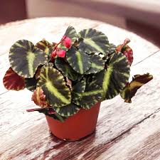 Image result for Begonia pulcherrima