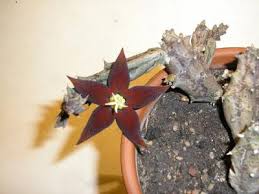 Image result for Piaranthus atrosanguineus