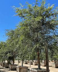 Image result for Ulmus parvifolia