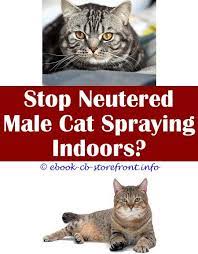 Pin On Stop Cat Spray Ideas
