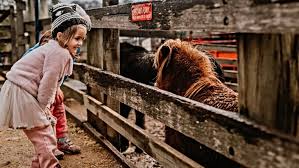Children's party entertainment / petting zoo. Best Birthday Parties Worth Travelling For Ellaslist