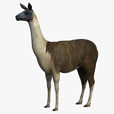 Llama 3d Model Ad Llama Model 3d Model Model Llama