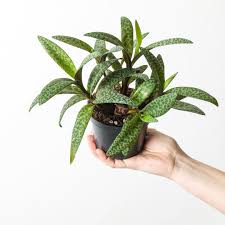 Image result for Ledebouria luteola