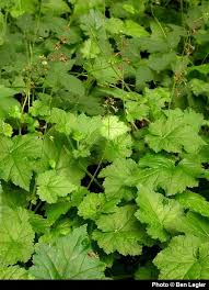 Image result for Walleria mackenziei