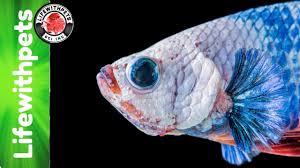 It may also attack the fish's body if left to worsen at this point. Fin Rot Vs Fin Biting In Betta Fish Youtube
