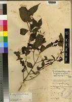 Image result for Rytigynia uhligii