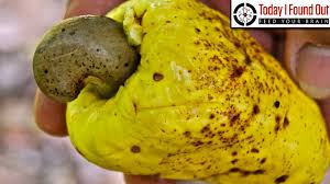 ot how do you spell 'kapeesh'? Why Are Cashews Not Sold To Consumers In Their Shells Youtube