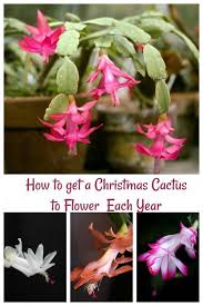 We did not find results for: Schroeder S Flowers Schroederflower Profile Pinterest