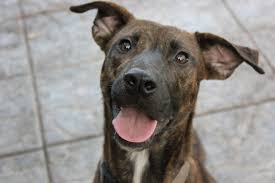 Search for dogs for adoption at shelters near gainesville, fl. Second Chance Rescue Rehoming Gainesville Florida