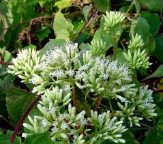 Image result for Mikania sp.