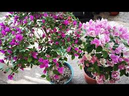 给三角梅控水催花 这4步有1步不到位 都会失败 youtube plants enjoyment
