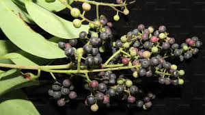 Image result for Embelia