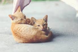 Rare orange female calico cat! Two Orange Cats Sleeping Together On Pink Cloth For More Warm Stock Photo Picture And Royalty Free Image Image 78684476