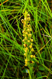 Image result for Brachycorythis inhambanensis