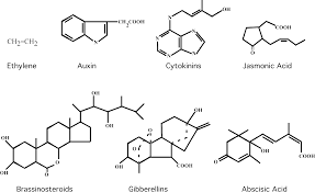 Human chorionic gonadotropin is a glycoprotein composed of 237 amino acids with a molecular mass of 36.7 kda, approximately 14.5 αhcg and 22.2kda βhcg. Plos Biology Hormonal Regulation Of Plant Growth And Development