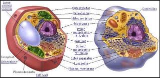 Name the longest animal cell class 9. Cell Concise Icse Class 9 Biology Solutions Selina Publishers Icsehelp