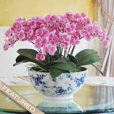 Eclectice Phalaenopsis Orchid Centerpiece Dp770 Puwh Orchid Flower Arrangements Orchid Centerpieces Phalaenopsis Orchid
