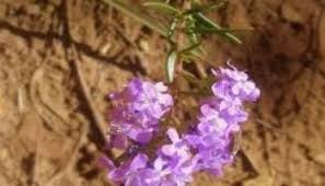 Image result for Alectra sessiliflora