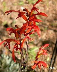 Image result for Chasmanthera