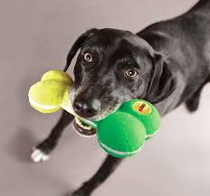 Bird That Sounds Like A Squeaky Toy At Night This Dog Toy Has An On Off Switch For The Squeaker Inside Best Dog Toys Dog Toys Dogs