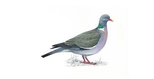 Wood Pigeon Bird Facts Columba Palumbus The Rspb