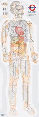 Homepage 3d modeled by physicians and anatomy experts. An Illustrated Subway Map Of Human Anatomy