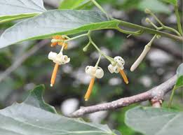 Image result for Alangium chinense