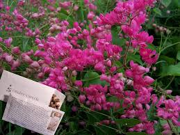 Image result for Lotononis serpentinicola