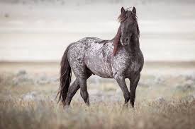 (william woody, special to the colorado sun) Home American Wild Horse Campaign