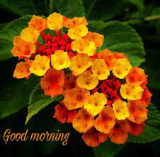 Pin By Santosh Patil On Morning Good Morning Quotes Flowers Good Morning