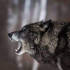 In the wolf npcs category. Chris Montano Jr Black Timber Wolf Howling Black Timber Wolf Wolf Dog Timber Wolf