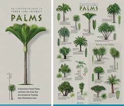 Palm Tree Identification Chart Related Keywords