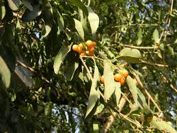 Image result for Cordia sinensis