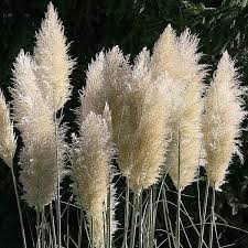 Plants that do not reproduce with seeds; White Feather Pampas Grass Plumes Ornamental Grasses Grass Flower Pampas Grass