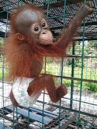 Create a baby shower invitation that stands out by selecting colors, fonts and images to match the theme of your newborn's special day! Baby Orangutan Who Lost Everything Finds A New Best Friend Baby Orangutan Orangutan Cute Animals