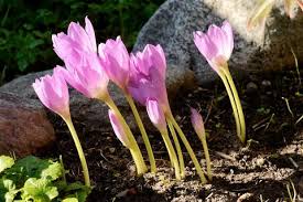 100 arten umfassenden familie der zeitlosengewächse (colchicaceae). Herbstzeitlose Pflanzen Blutezeit Giftig Schoner Wohnen