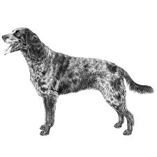 Labradors shed significantly more and either trait can be carried over to an offspring. German Longhaired Pointers Dog Breed Info Photos Common Names And More Embarkvet