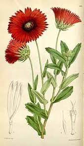 Curtis S Botanical Magazine Vol 100 1874 1920 Botanical Drawings Botanical Art Fauna Illustration