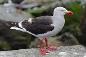 The 7 Habits Of Highly Effective Seagulls Don Enright