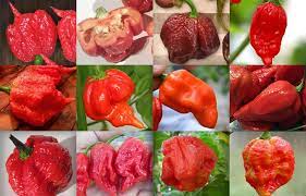 A very hot, small chilli, about 2cm long. Top 12 Hottest Peppers In The World 2019 Cayenne Diane