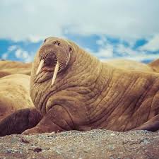 Image result for walrus