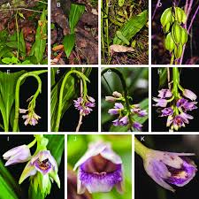 Image result for Eulophia