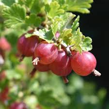 Maybe you would like to learn more about one of these? Rote Stachelbeere Larell Ribes Uva Crispa Larell Gartencenter Zulauf Pflanzen Kaufen