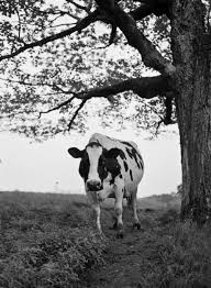 Black And White Cow Breed Name Love Me A White Black As Papa Used To Say Animals Holstein Cows Cow