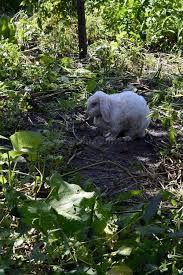 Image result for tbn:nuNU7FPK4A54yM::rvforsaleguide.com/images/bunny-resting-picture.jpg